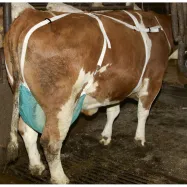 Tesmeņa aizsargs ar krūšu un kakla siksnu L