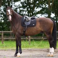 Sviedrene Pro Performance DR HV Polo