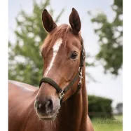 Apauši Satin Waldhausen Apauši Satin Waldhausen