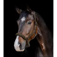 Apauši St.Gallen Waldhausen