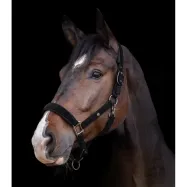 Apauši St.Gallen Waldhausen