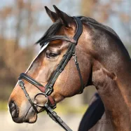 Iemaukti Everyday Oiled Leather Kavalkade