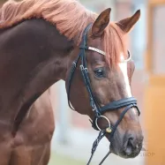 Iemaukti Everness Oiled Leather Kavalkade