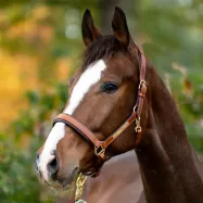 Ādas apauši Cinta Kavalkade