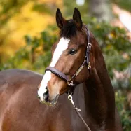 Ādas apauši Cinta Kavalkade