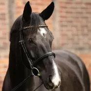 Pieres siksna Catena Kavalkade