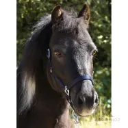 Apauši Shetty Shorty Kavalkade