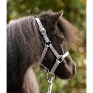 Apauši Shetty Shorty Kavalkade