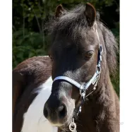 Apauši Shetty Shorty Kavalkade