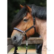 Apauši Draft Horse Classic Kavalkade