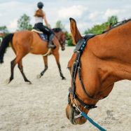 GPS izsekotājs zirgiem FENCEe EquiGPS Track, melns