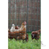 Žoga tīkls PoultryNet Premium vistām 1,22x50m ar atbalstu