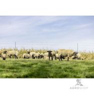 Elektriskā gana tīkls AKO TitanNet Premium XBraid aizsardzībai pret vilkiem 1,22x50m ar vienu smaili