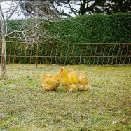 Elektriskā žogs putniem Poultry Net 1,06x50m